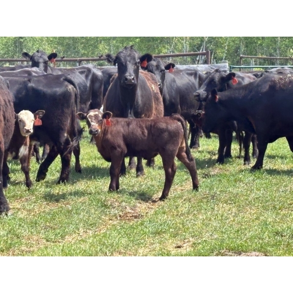 Hines Ranching Co. Ltd. - 525# November Delivery Steer Calves - 100 Head (Marwayne, AB)