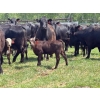 49  Hines Ranching Co. Ltd.  525 November Delivery Steer Calves  100 Head (Marwayne, AB)