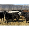 Image 3 : CS Livestock - 860# March Delivery Steers - 65 Head (Rimbey, AB)