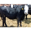 Image 6 : A&S Farms - 30 BWF Replacement Heifers (Coaldale, AB)