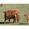 Image 7 : Hines Ranching Co. Ltd. - 525# November Delivery Steer Calves - 210 Head (Marwayne, AB)