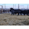 Image 2 : C & D Sewall - 6 Black Cows (Pen 431 - 433)