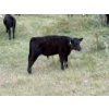Image 8 : Circus Coulee Cattle (Robert & Jordy Hoff) - 530# November Steer Calves - 95 Head (Dorothy, AB)