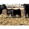 Image 5 : Jordie & Shelley Suitor - 9 Angus/Simm X 1st Calf Pairs (Blackie, AB)