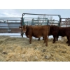 Image 2 : Regehr Land & Cattle - 3 Heifers (Pen 156)