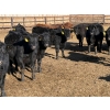 Image 2 : Lazy B Farm & Ranch - 690# March Delivery Steers - 45 Head (Linden, AB)