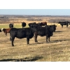 Image 7 : Terry Hines Livestock - 40 Black/BBF Angus X March/April Calving Bred Heifers (Marwayne, AB)
