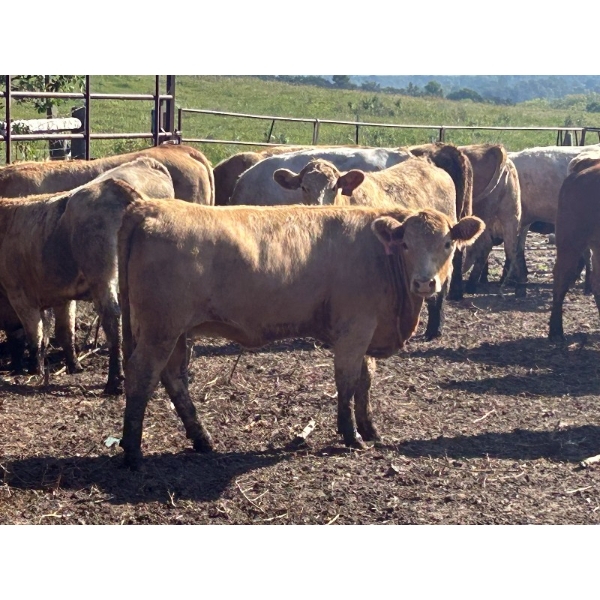 Turtleview Livestock - 870# September Delivery Grass Heifers - 70 Head (Goodlands, MB) VBP+