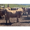 Image 1 : Turtleview Livestock - 870# September Delivery Grass Heifers - 70 Head (Goodlands, MB) VBP+