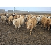 Image 3 : Ripple Rock Ranch - 840# January Delivery Steers - 108 Head (Fincastle, AB)