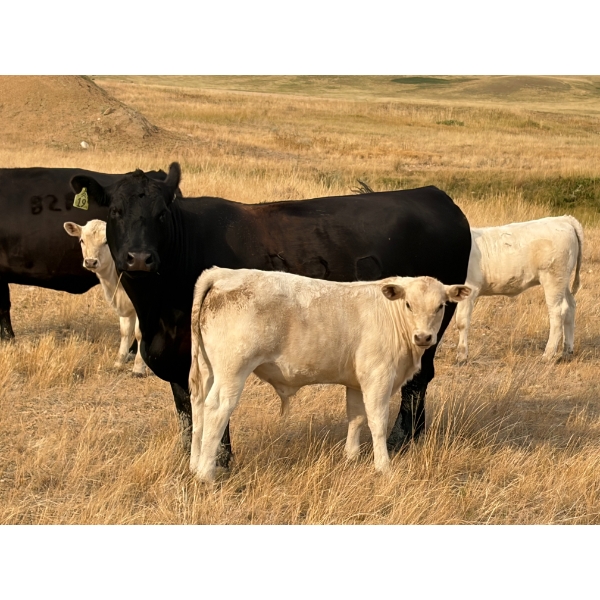 Douglass Cattle Co. - 570# November Delivery Steer Calves - 85 Head (Finnegan, AB)