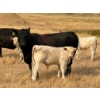 Image 1 : Douglass Cattle Co. - 570# November Delivery Steer Calves - 85 Head (Finnegan, AB)