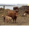 Image 6 : South Ridge Simmentals - 20 Red/Red X 1st Calf Pairs (Picture Butte, AB)