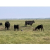 Image 2 : Wever Farms Ltd. - 460# October Delivery Steer Calves - 330 Head (Fox Valley, SK)