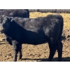 Image 15 : Jarokosky Farms - 800# March/April Delivery Heifers - 40 Head (Lethbridge, AB)