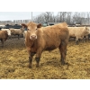 Image 4 : Brandt Boys Inc. - 1000# June Delivery Steers - 62 Head (Tolstoi, MB)