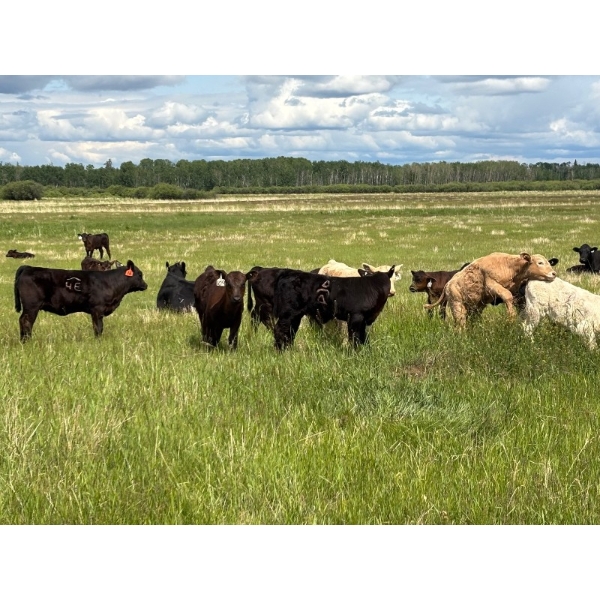 DL Edge Holdings - 550# November Delivery Steer Calves - 60 Head (Marwayne, AB)