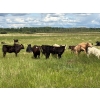 DL Edge Holdings - 500# November Delivery Heifer Calves - 60 Head (Marwayne, AB)
