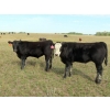 Image 7 : Leib Farm & Ranch Ltd. - 710# October Delivery Steer Calves - 85 Head (Southey, SK)