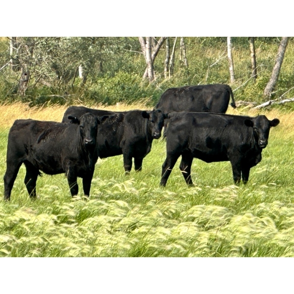 Kings Corner Farms - 870# Oct/Nov Grass Heifers - 70 Head (Corning, SK)