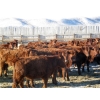Image 4 : Riverview Ranch Ltd. - 620# April Delivery Heifers - 80 Head (Bow Island, AB)