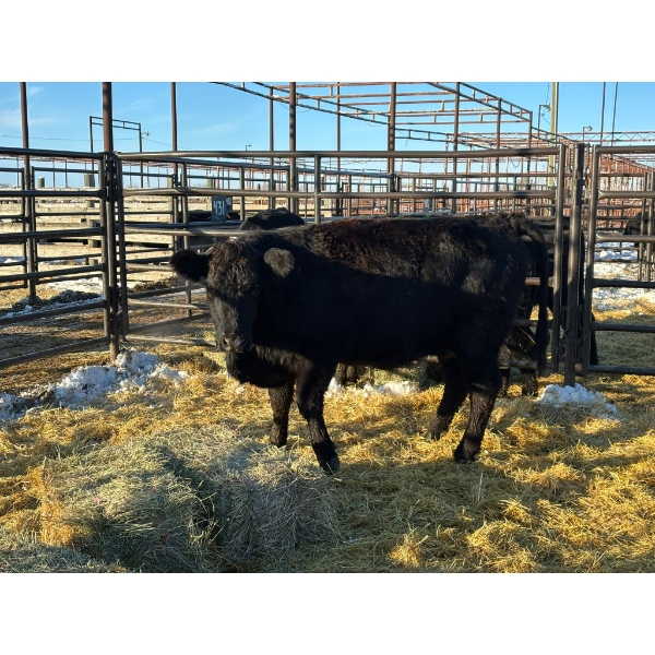 Crooked Creek Ranch - 4 Second Calvers (Pen 433)