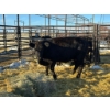 Image 1 : Crooked Creek Ranch - 4 Second Calvers (Pen 433)