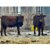Image 5 : Blue Moon Cattle Co. - 800# March Delivery Weaned Heifers - 60 Head (Irricana, AB)