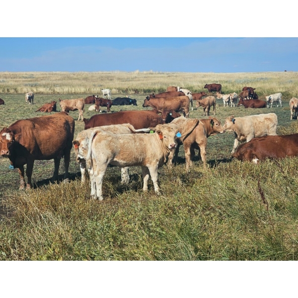 Bruce & Derek Christensen - 665# Heifer Calves - 85 Head (Rainier, AB)