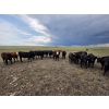 Image 7 : Bryan Ranch Ltd. - 750# June/July Delivery Grass Heifers - 117 Head (Maple Creek, SK)