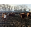 Image 8 : South Ridge Simmentals - 680# Jan/Feb Delivery Heifers - 90 Head (Monarch, AB)