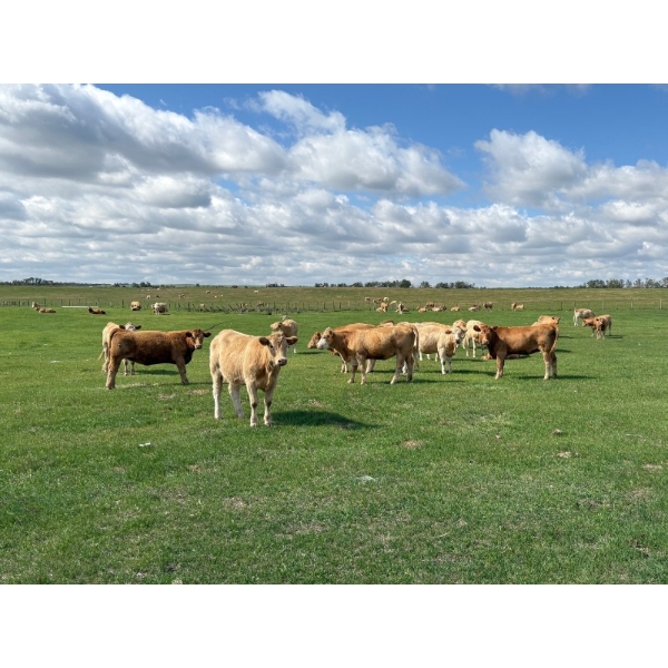 Valley Ranch - 985# Sept/Oct Delivery Grass Heifers - 200 Head (Dewberry, AB)
