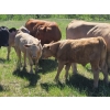 Image 3 : Joe & Elaine Ward - 685# October Delivery Heifer Calves - 20 Head (Kamloops, BC)