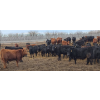 Image 7 : South Island Farms - 880# March Delivery Steers - 134 Head (Bow Island, AB)