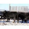 Image 6 : Right Cross Ranch - 1400# Open Cows - 42 Head (Kisbey, SK)
