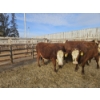 Image 2 : Gemstone Cattle Company - 10 Red Blaze Heifers (Pen 335 - 339) 943# avg