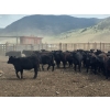 Image 7 : Nicola Ranch - 740# May Delivery Heifers - 280 Head (Nicola, BC)