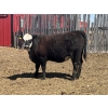Image 2 : Lake Thelma Farms - 27 BBF/BWF Replacement Heifers (Coronation, AB)