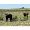 Image 12 : Dar-Lin Ranching - 460# November Delivery Steer Calves - 110 Head (Big Stone, AB)