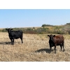 Image 4 : Herbert Ranching - 880# September Delivery Grass Heifers - 125 Head (Wainwright, AB)