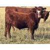 Image 5 : Pittman Brothers Production - 720# October Delivery Steer Calves - 30 Head (Warner, AB)
