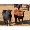 Image 2 : Van Hal Livestock Inc. - 700# May Delivery Heifers - 75 Head (Seven Persons, AB)