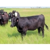 Image 11 : D & N Livestock - 1025# October Delivery Grass Heifers - 120 Head (Peebles, SK) VBP+