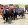 Image 7 : Colven Cattle Co. - 675# Sept/Oct Delivery Steer Calves - 65 Head (Bethune, SK)
