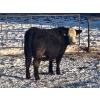 Image 6 : Little Rainbow Ranch - 1150# January Delivery Open Heifers - 40 Head (Moosomin, SK)