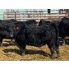 Image 4 : Misty Meadows Ranch - 34 Black Angus X Replacement Heifers (Austin, MB)