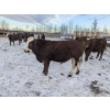 Image 2 : Cody Jackson - 965# January Delivery Steers - 105 Head (Sundre, AB)