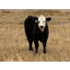 Image 2 : Jim Creek Ranch - 550# November Delivery Steer Calves - 105 Head (Minton, SK)