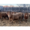 Image 3 : Leonard, Bonnie & Blair Zdan - 900# January Delivery Weaned Heifers - 68 Head (Alonsa, MB) VBP+
