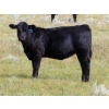 Image 5 : Blooming Enterprises Ltd. - 525# October Delivery Heifer Calves - 40 Head (Gladmar, SK)